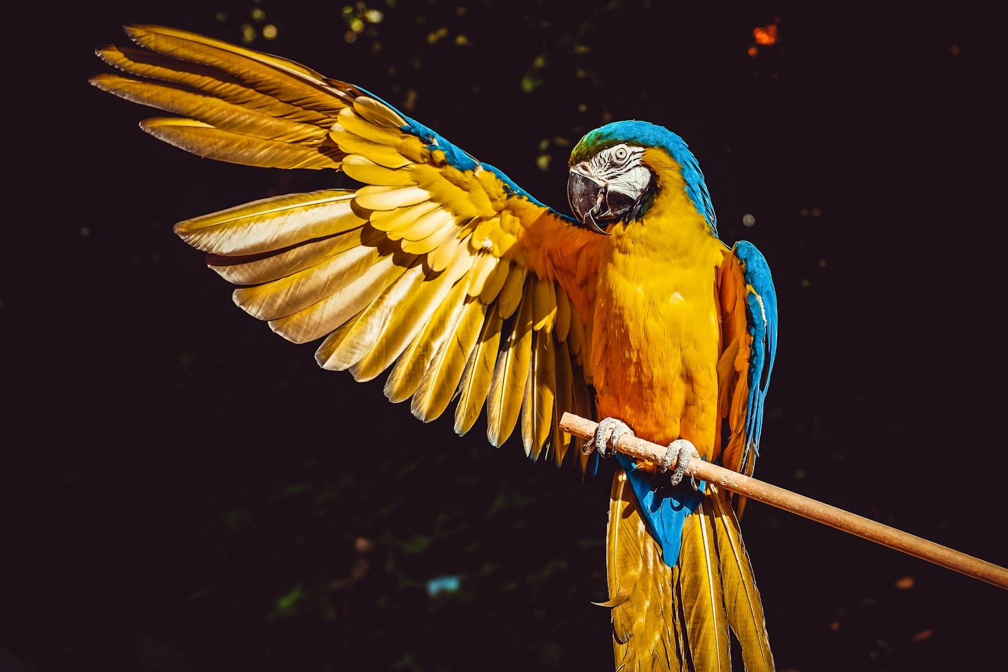 The History and Culture of Parrots as Pets