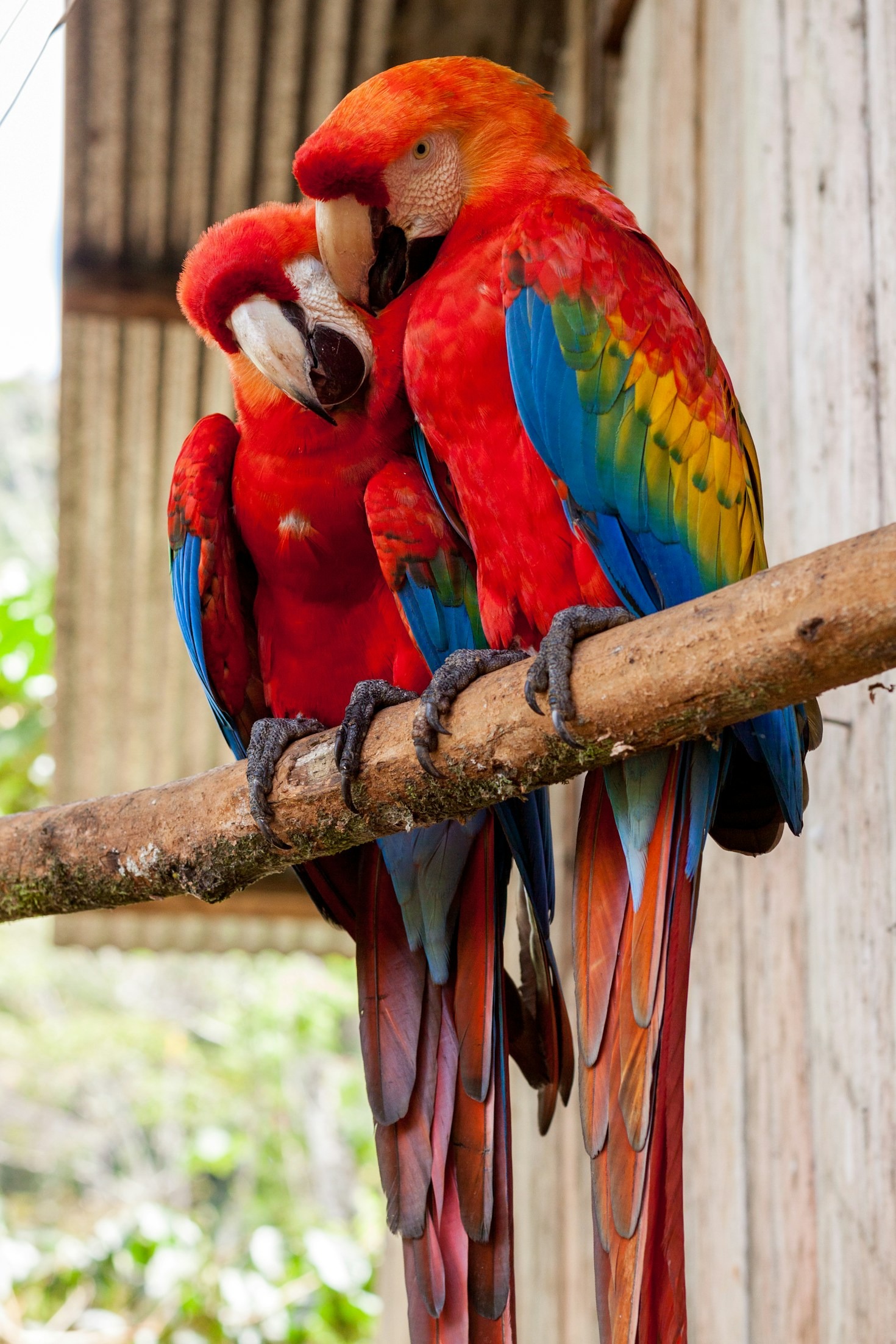 Top Ten Parrot Care Tips for Beginners