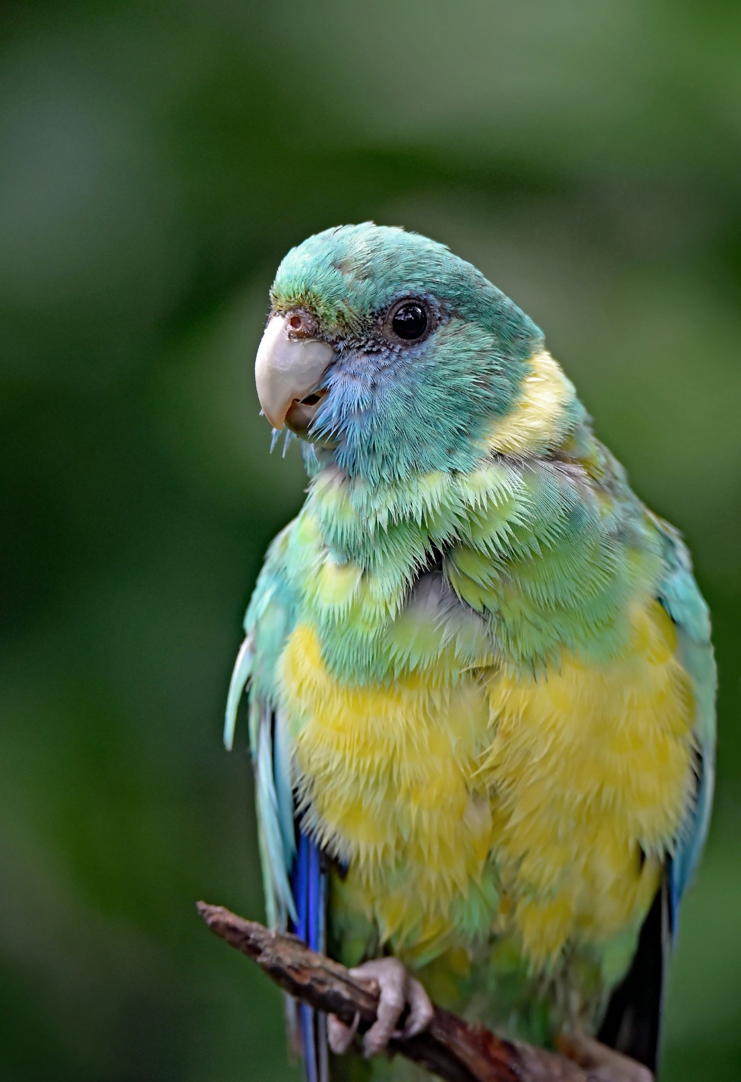 Understanding Parrot Vocalizations and Body Language